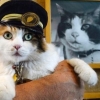Nitama, kucing yang terpilih sebagai kepala stasiun yang baru di Jepang Nitama, kucing yang terpilih sebagai kepala stasiun yang baru di Jepang