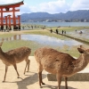 Rusa Jepang di Pulau Miyajima Hidup Damai Bersama Manusia (1) Rusa Jepang di Pulau Miyajima Hidup Damai Bersama Manusia (1)