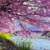 Melihat Keindahan Mekarnya Bunga Sakura di Kota Kawazu (1) Melihat Keindahan Mekarnya Bunga Sakura di Kota Kawazu (1)
