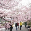 Chidorigafuchi, Tempat Wisata di Jepang Untuk Menikmati Bunga Sakura (1) Chidorigafuchi, Tempat Wisata di Jepang Untuk Menikmati Bunga Sakura (1)