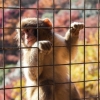 Japanese macaque-2 Japanese macaque-2