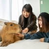 Pengunjung bermain dengan kapibara di Capy Neko Cafe