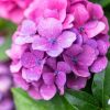Hydrangea Hydrangea