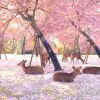 Rusa Nara Park bersantai di bawah pohon sakura Rusa Nara Park bersantai di bawah pohon sakura