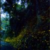 Hotaru park Hotaru Park firefly sightviewing