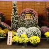 bonsai krisan