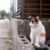 Kucing Liar Kucing Liar