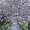 Bunga Sakura Jepang Bunga Sakura Jepang