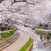 Festival Bunga Sakura Fukiage, Pertama Kalinya dalam 5 Tahun Terakhir Festival Bunga Sakura Fukiage, Pertama Kalinya dalam 5 Tahun Terakhir