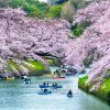 Bunga sakura di Chidorigafuchi park, Tokyo (freepik/tawatchai07) Bunga sakura di Chidorigafuchi park, Tokyo (freepik/tawatchai07)