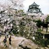 Hikone castle Sakura festival 2024 (Website/Hikone Travel Guide) Hikone castle Sakura festival 2024 (Website/Hikone Travel Guide)
