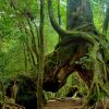 Yakushima (Japan Travel). Yakushima (Japan Travel).