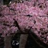 5 Festival Bunga Sakura yang Paling Ditunggu di Jepang 5 Festival Bunga Sakura yang Paling Ditunggu di Jepang