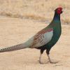 Green Pheasant, Burung Nasional Jepang (Wikimedia/Alpsdake)