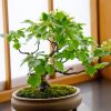 Bonsai, karya seni yang menggabungkan keindahan alam (Pakutaso/Shioshio) Bonsai, karya seni yang menggabungkan keindahan alam (Pakutaso/Shioshio)