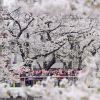 Bunga sakura di tepi Sungai Meguro (Koichiro Tezuka/Mainichi). Bunga sakura di tepi Sungai Meguro (Koichiro Tezuka/Mainichi).