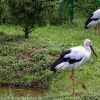 Burung bangau di Kinosaki Onsen (Japan Guide). Burung bangau di Kinosaki Onsen (Japan Guide).