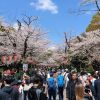 Kumpulan orang melihat sakura di Ueno Park (Tohru Shirakawa/Mainichi).