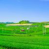 Yame Central Tea Plantation (Visit Fukuoka).