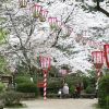 Taman Utsubuki, salah satu spot terbaik melihat sakura di Jepang (Nippon).