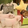 Babi mungil atau Micro Pig akan menemani kalian bersantai di kafe ini (Japan Forward). Babi mungil atau Micro Pig akan menemani kalian bersantai di kafe ini (Japan Forward).