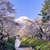 Pemandangan Gunung Fuji saat musim semi di Oshino Hakkai (Visit Yamanakako). Pemandangan Gunung Fuji saat musim semi di Oshino Hakkai (Visit Yamanakako).