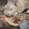 Banyak Kelinci Berkeliling di Pulau Okunoshima (Unsplash/Sam Lee)