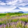 Hamparan bunga lavender di Oishi Park (Windows Spotlight). Hamparan bunga lavender di Oishi Park (Windows Spotlight).