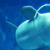 Atraksi paus Beluga sebagai daya tarik utama (aquas.or.jp). Atraksi paus Beluga sebagai daya tarik utama (aquas.or.jp).