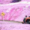 Dua orang pengunjung menaiki go-kart di Higashimokoto Shibazakura Park(Nippon.com). Dua orang pengunjung menaiki go-kart di Higashimokoto Shibazakura Park(Nippon.com).