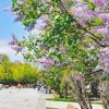 Festival Lilac Sapporo (Sapporo Travel) Festival Lilac Sapporo (Sapporo Travel)