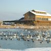 Yonago Waterbirds Sanctuary dibuka sejak tahun 1995 (Guidoor). Yonago Waterbirds Sanctuary dibuka sejak tahun 1995 (Guidoor).