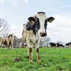 Daisen Makiba Milk no Sato (Good Luck Trip Japan) Daisen Makiba Milk no Sato (Good Luck Trip Japan)