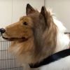 Toco, seorang Youtuber yang menjadi anjing (The News Chronicle) Toco, seorang Youtuber yang menjadi anjing (The News Chronicle)