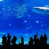 Tangki raksasa berukuran 7.500 meter kubik yang ada di Okinawa Churaumi Aquarium. Tangki raksasa berukuran 7.500 meter kubik yang ada di Okinawa Churaumi Aquarium.