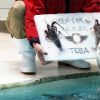 Berang-berang laut menerima kue es dengan lobster di Akuarium Toba di Toba Berang-berang laut menerima kue es dengan lobster di Akuarium Toba di Toba,