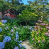 vKuil Amabiki Kannon yang dipenuhi oleh bunga hydrangea yang bermekaran (Visit Ibaraki) Kuil Amabiki Kannon yang dipenuhi oleh bunga hydrangea yang bermekaran (Visit Ibaraki)