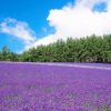 Hamparan bunga lavender (Japan Rail & Travel) Hamparan bunga lavender (Japan Rail & Travel)