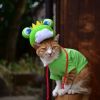 Seekor kucing yang sedang ber-cosplay menjadi katak pada perayaan Festival katak 2023 (Japan Travel) Seekor kucing yang sedang ber-cosplay menjadi katak pada perayaan Festival katak 2023 (Japan Travel)