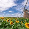Windmill Sunflower Garden (JNTO). Sakura Furusato Square