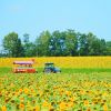 Naik tur keliling Hokuryu Sunflower Village (Visit Hokkaido) Naik tur keliling Hokuryu Sunflower Village (Visit Hokkaido)
