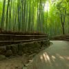 Keindahan Arashiyama Bamboo Forest (Inside Kyoto). Keindahan Arashiyama Bamboo Forest (Inside Kyoto).