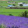 Furano Biei Norokko Train Furano Biei Norokko Train