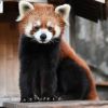 Panda merah di Kebun Binatang Nogeyama Zoological Gardens (Visit Kanagawa) Panda merah di Kebun Binatang Nogeyama Zoological Gardens (Visit Kanagawa)