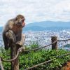 Monyet salju Arashiyama dengan latar pemandangan kota Kyoto (Tsunagu Japan). Monyet salju Arashiyama dengan latar pemandangan kota Kyoto (Tsunagu Japan).