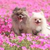 Dua ekor anjing di Mother Farm Dua ekor anjing di Mother Farm