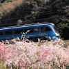 Kereta wisata Saphir Odoriko yang melaju saat musim semi. Kereta wisata Saphir Odoriko yang melaju saat musim semi.