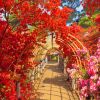 Bunga azalea di Tsutsujigaoka Park (Visit Gunma) tempat terindah di gunma dengan bunga