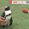 Seekor Penguin Melarikan Diri Selama 2 Minggu, Ditemukan Kembali di Pantai Sejauh 45 Kilometer Seekor Penguin Melarikan Diri Selama 2 Minggu, Ditemukan Kembali di Pantai Sejauh 45 Kilometer