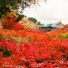 Pemandangan musim gugur di Kuil Tofukuji (Dicover Kyoto) Pemandangan musim gugur di Kuil Tofukuji (Dicover Kyoto)